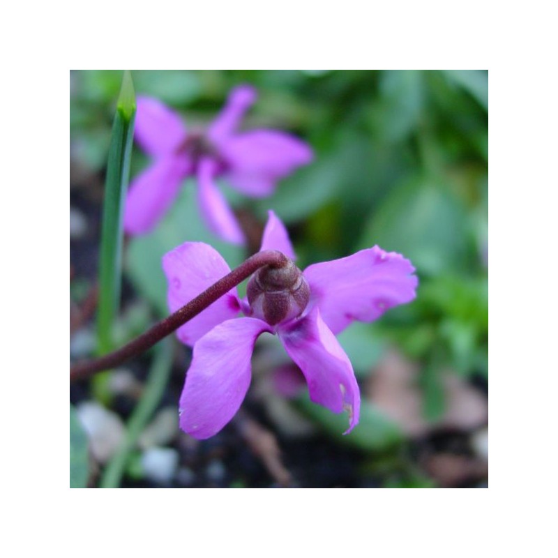 Cyclamen alpinum Cyclamen alpinum