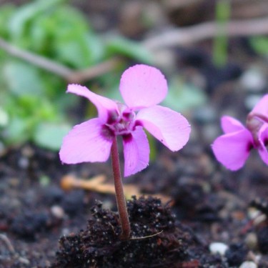 Cyclamen alpinum Cyclamen alpinum
