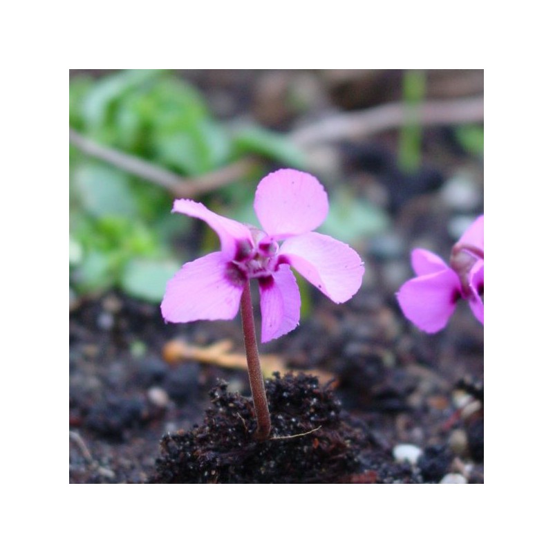 Cyclamen alpinum Cyclamen alpinum
