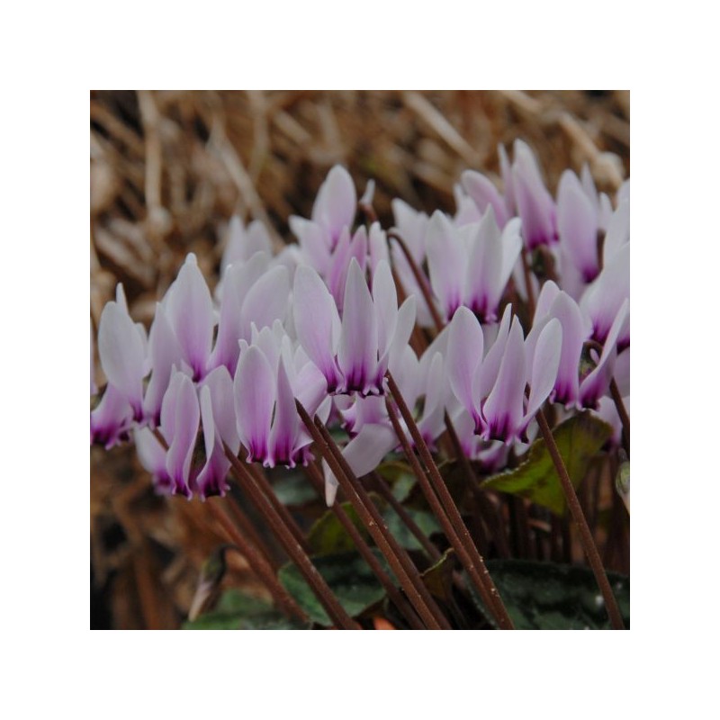 Cyclamen graecum 'Glyfada'