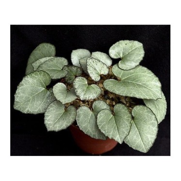 Cyclamen graecum 'Glyfada'