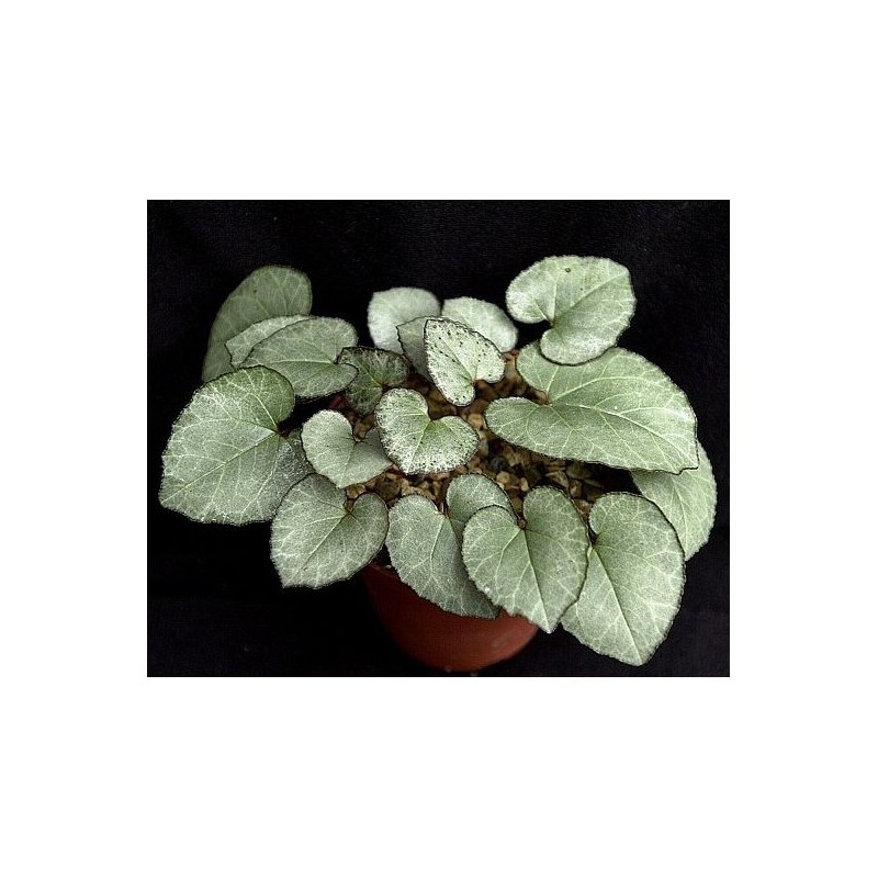 Cyclamen graecum 'Glyfada'