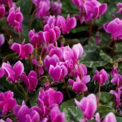 Cyclamen hederifolium -paarse selectie-