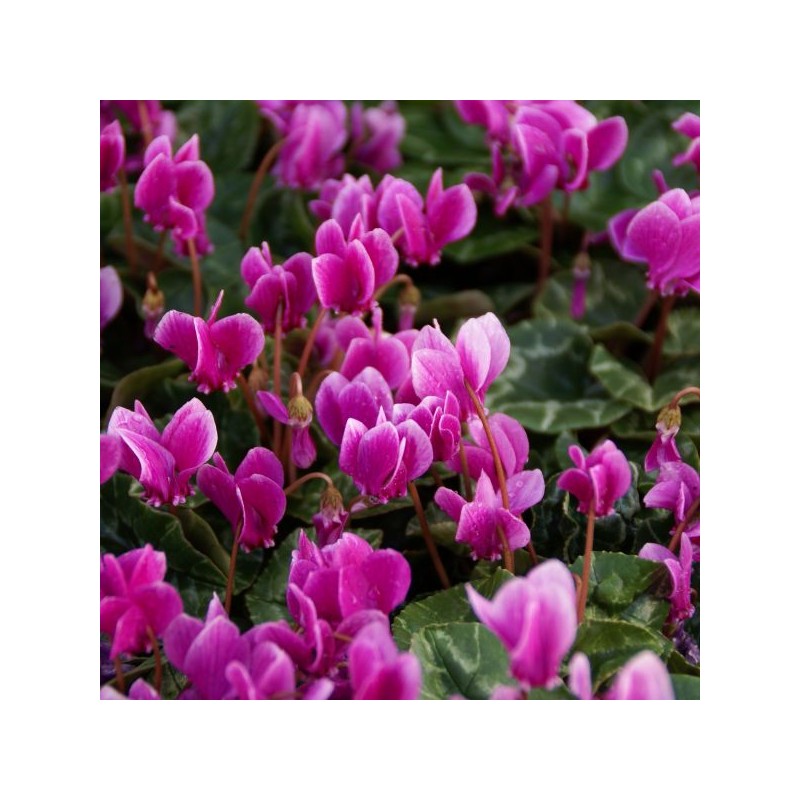 Cyclamen hederifolium -paarse selectie-