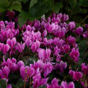Cyclamen hederifolium -paarse selectie-