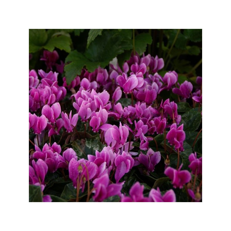 Cyclamen hederifolium -paarse selectie-