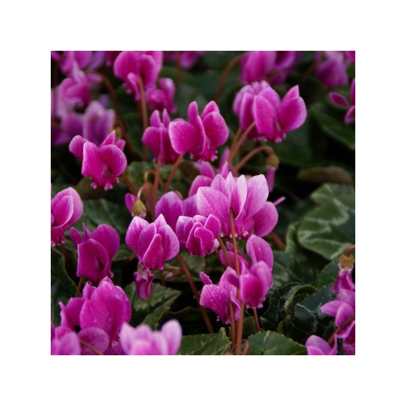 Cyclamen hederifolium -paarse selectie-