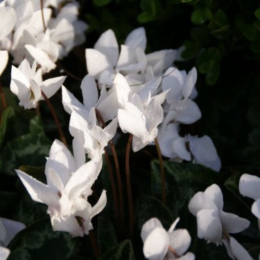 Cyclamen hederifolium forma albiflorum