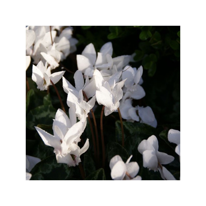 Cyclamen hederifolium forma albiflorum