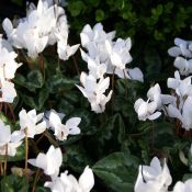 Cyclamen hederifolium forma albiflorum
