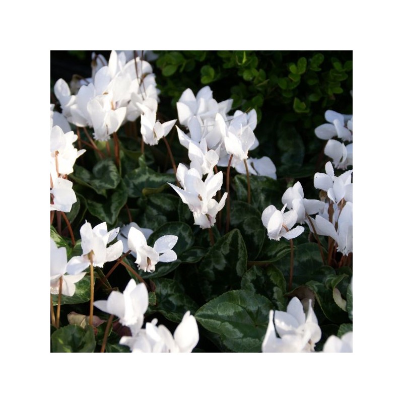 Cyclamen hederifolium forma albiflorum