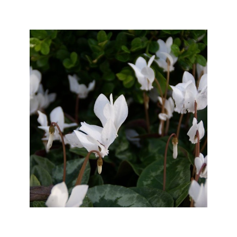 Cyclamen hederifolium forma albiflorum
