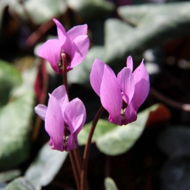 Cyclamen purpurascens Cyclamen purpurascens