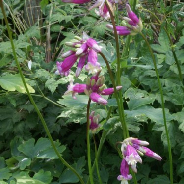 Dichelostemma 'Pink Diamond'