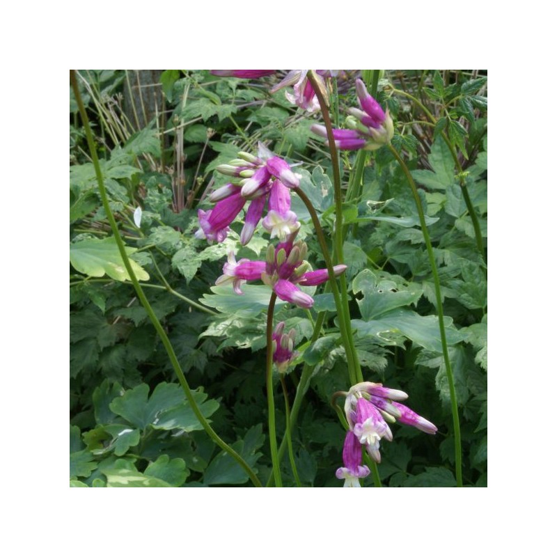 Dichelostemma 'Pink Diamond'