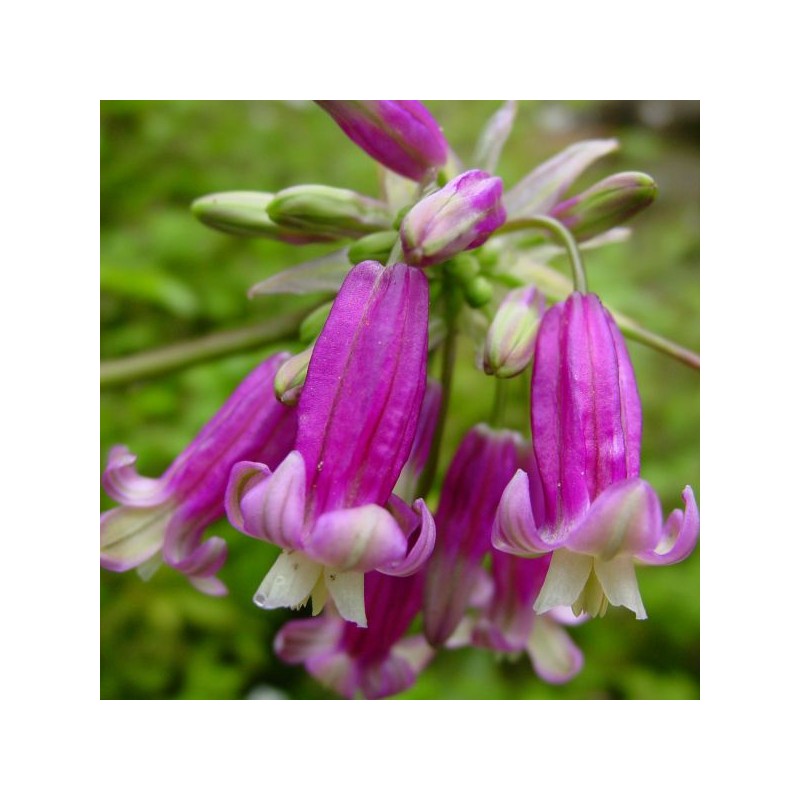 Dichelostemma 'Pink Diamond'