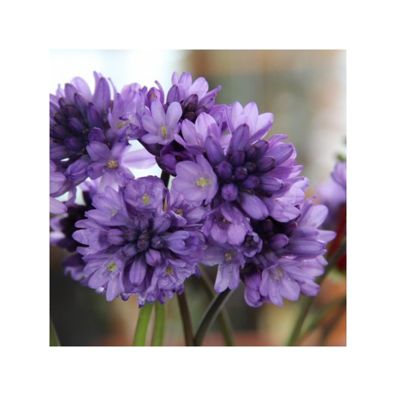 Dichelostemma congestum