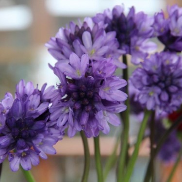 Dichelostemma congestum