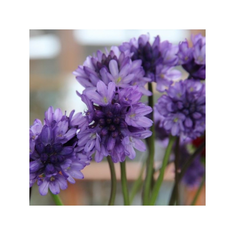 Dichelostemma congestum