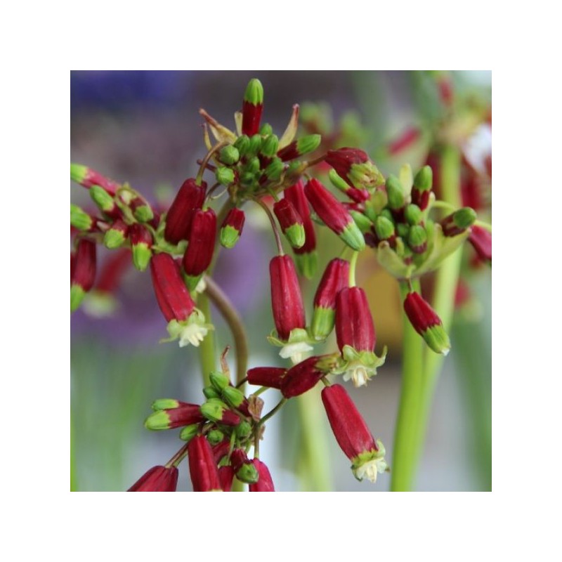 Dichelostemma ida-maia