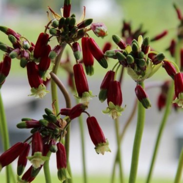 Dichelostemma ida-maia