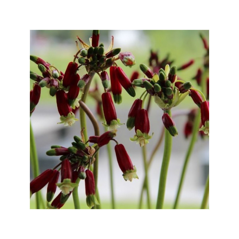 Dichelostemma ida-maia