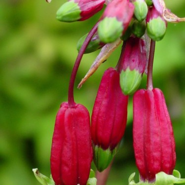 Dichelostemma ida-maia
