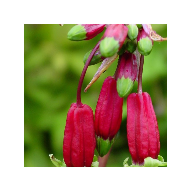 Dichelostemma ida-maia