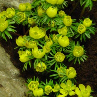 Eranthis cilicica