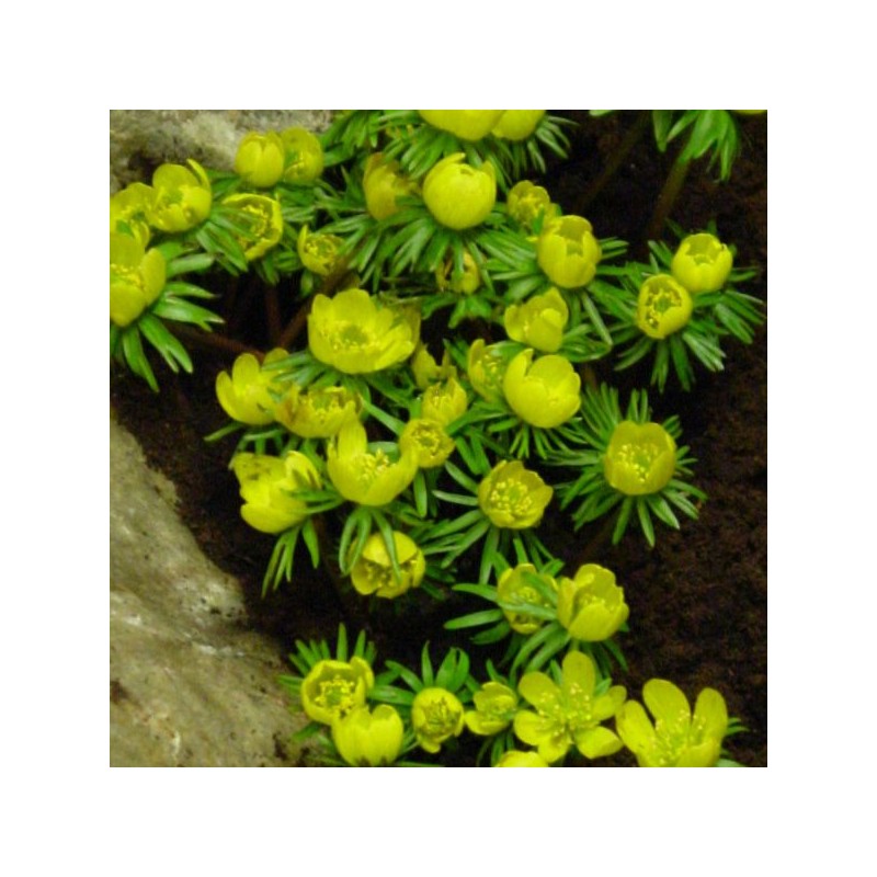 Eranthis cilicica