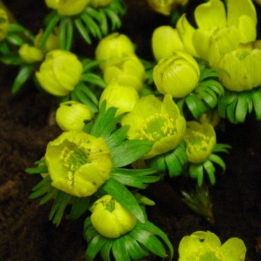 Eranthis cilicica