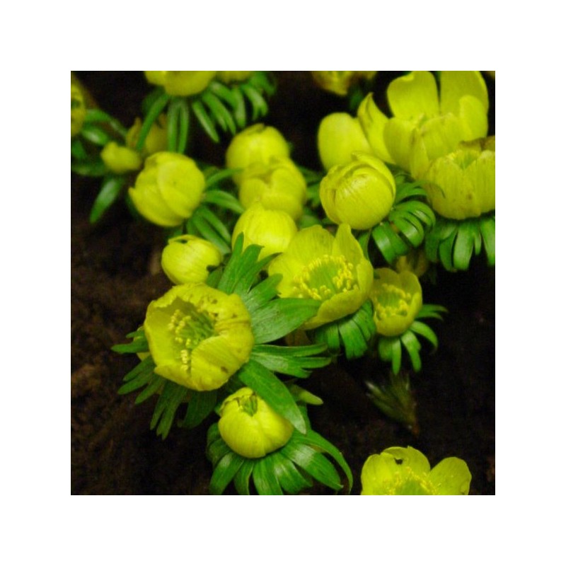 Eranthis cilicica