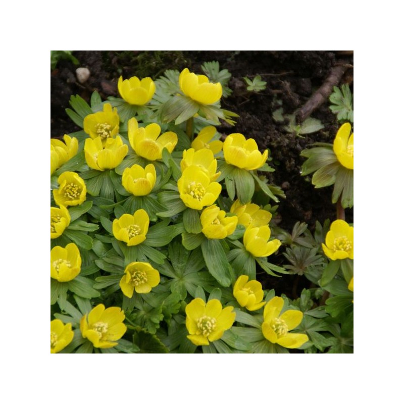 Eranthis hyemalis Eranthis hyemalis