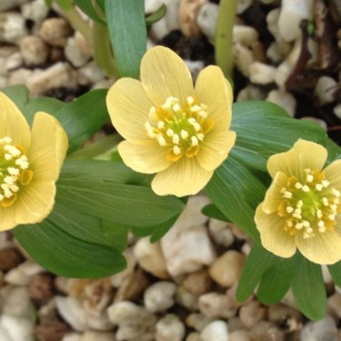 Eranthis hyemalis 'Schwefelglanz' 