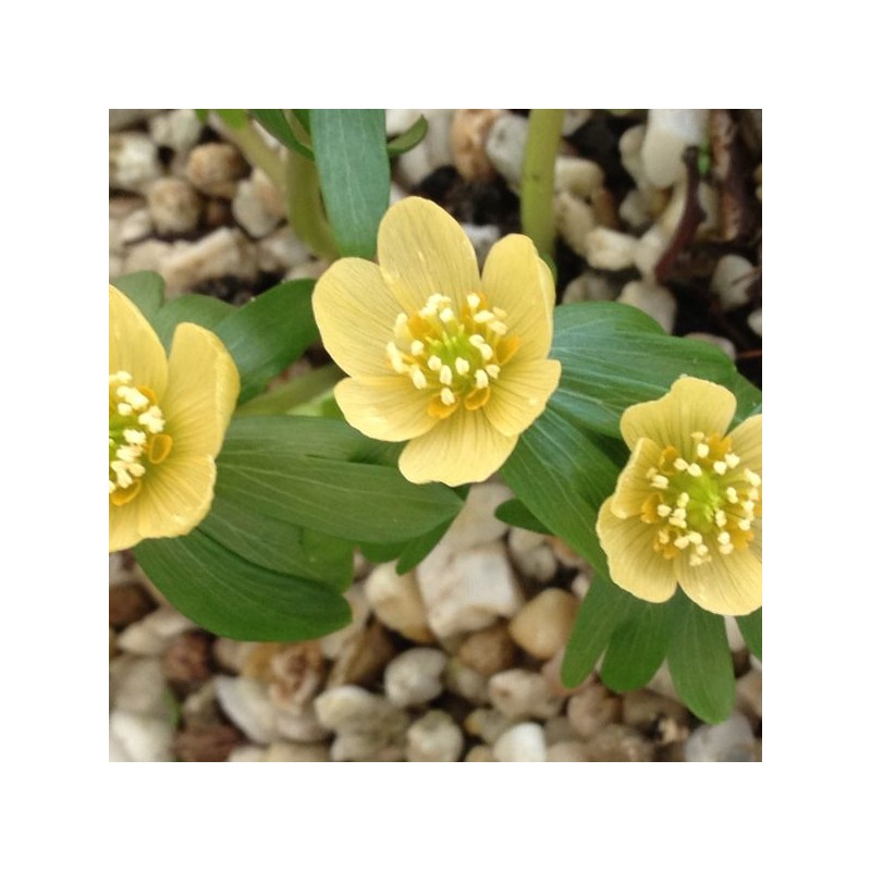 Eranthis hyemalis 'Schwefelglanz' 