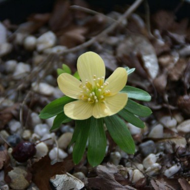Eranthis hyemalis 'Schwefelglanz' 
