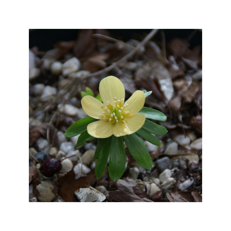 Eranthis hyemalis 'Schwefelglanz' 