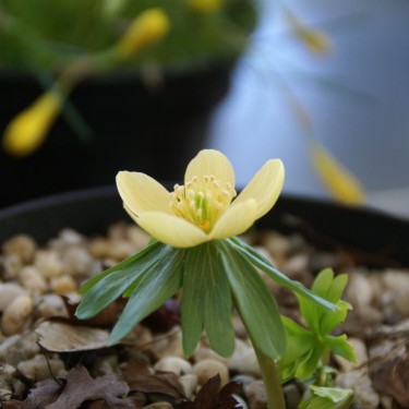Eranthis hyemalis 'Schwefelglanz' 
