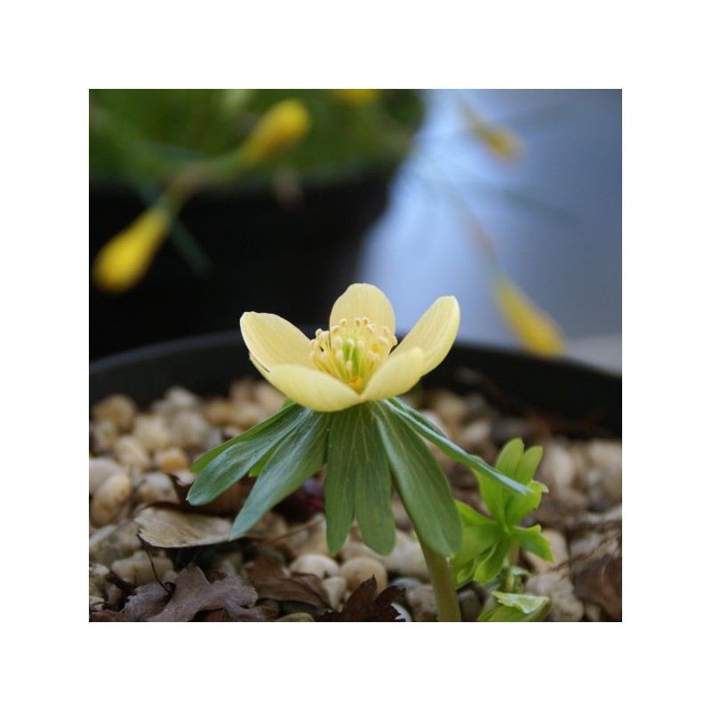Eranthis hyemalis 'Schwefelglanz' 