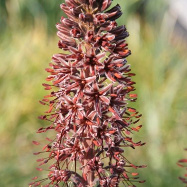 Eremurus cristatus
