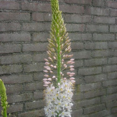 Eremurus robustus