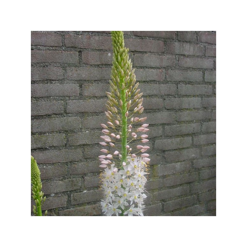 Eremurus robustus