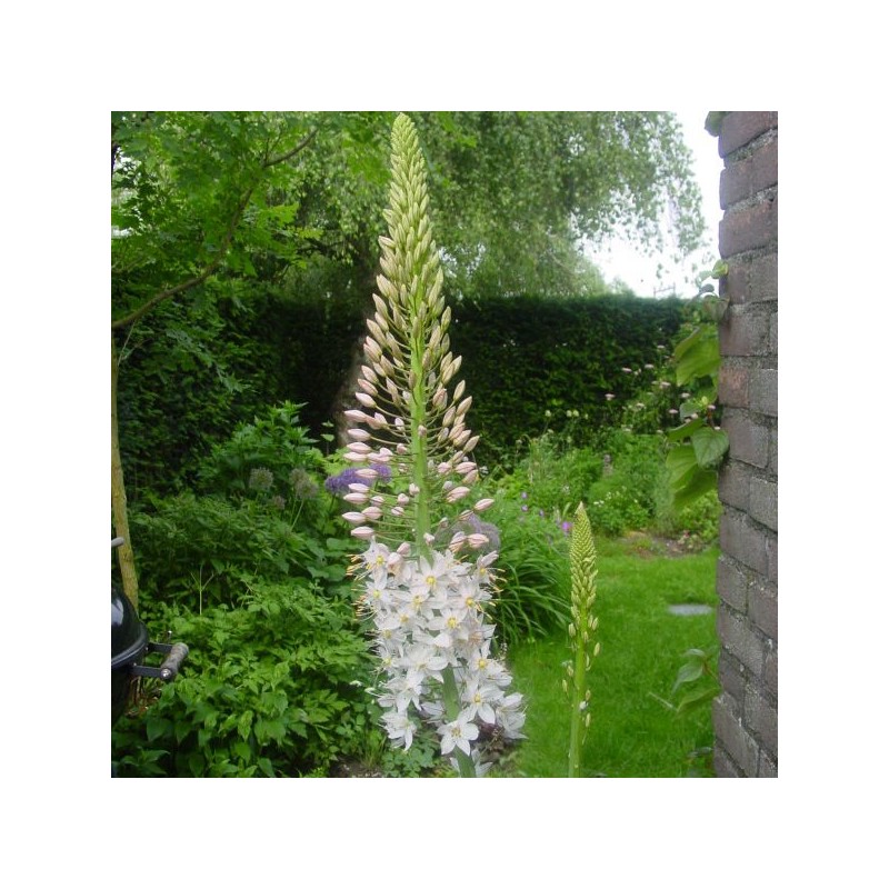 Eremurus robustus