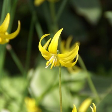Erythronium 'Pagoda'