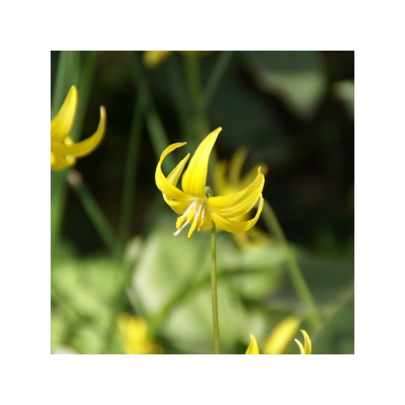 Erythronium 'Pagoda'