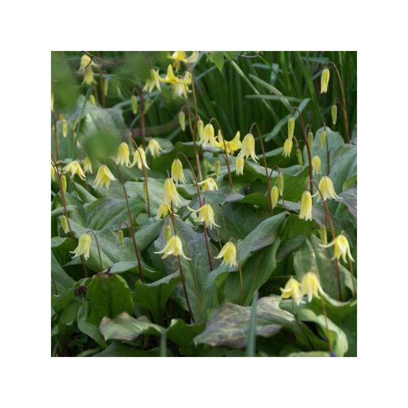 Erythronium 'Pagoda'