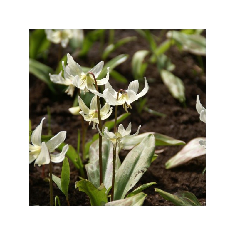 Erythronium 'White Beauty'