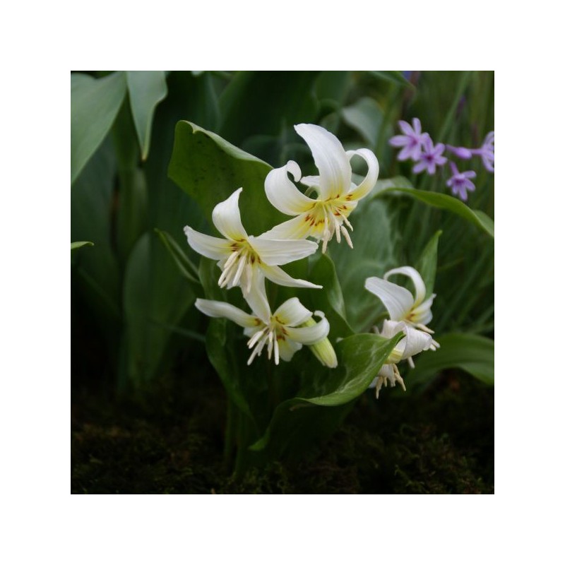 Erythronium 'White Beauty'