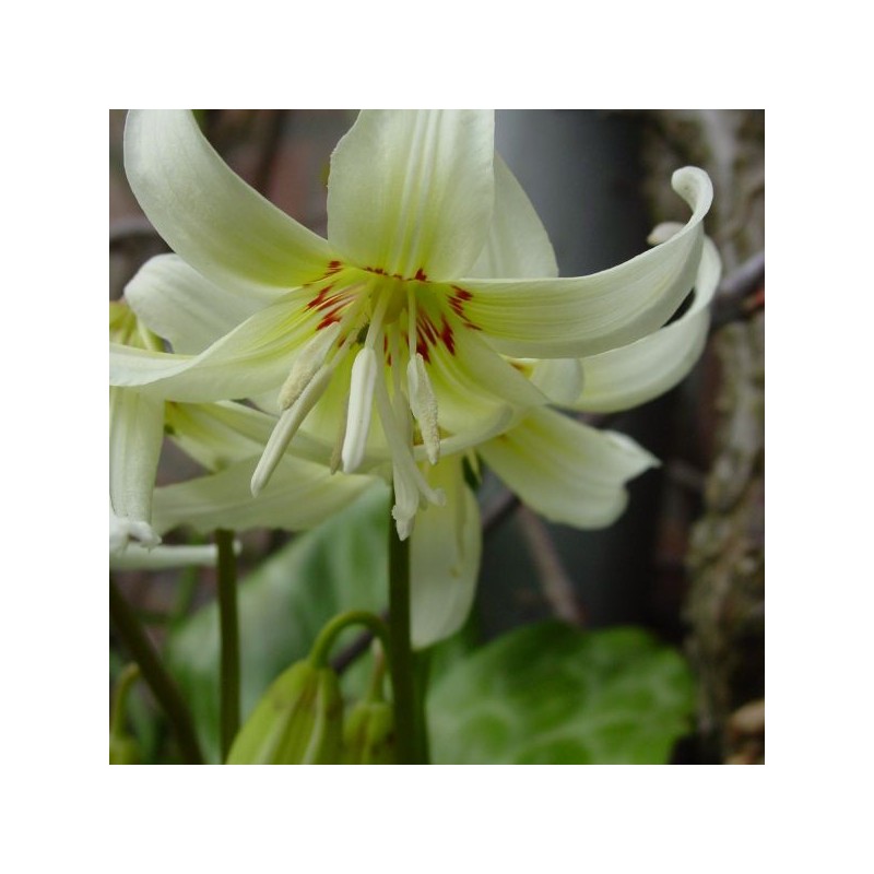 Erythronium 'White Beauty'
