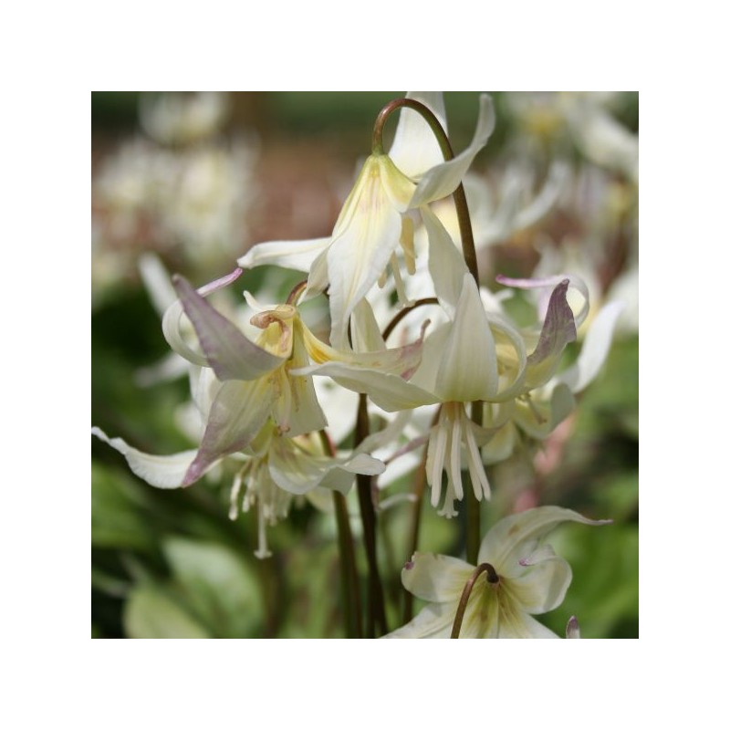 Erythronium californicum